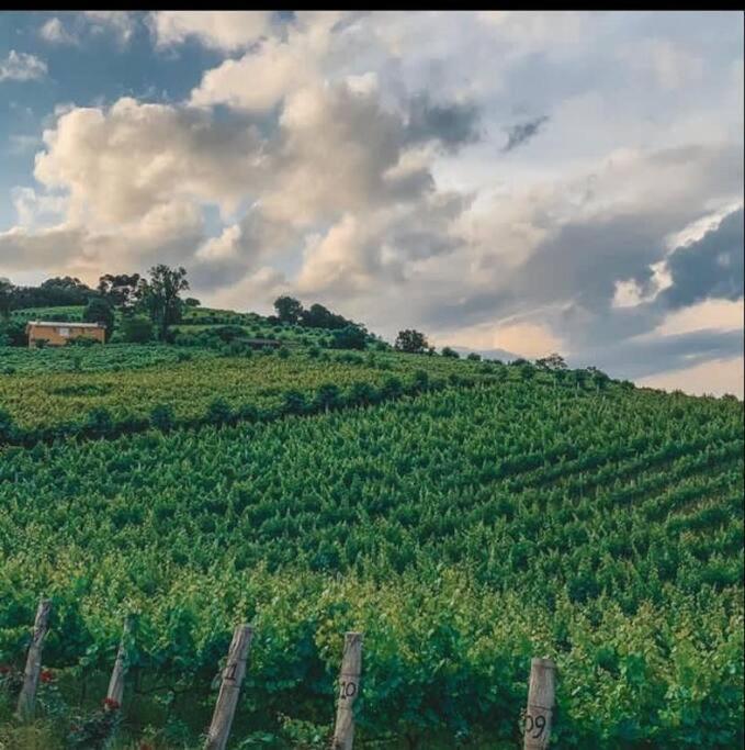 Casa Vigneto Octávio no Vale dos Vinhedos Bento Gonçalves Exterior foto